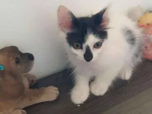 Gato raça SRD idade 2 a 6 meses nome sem nome