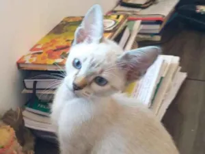 Gato raça vira latas idade 2 a 6 meses nome sem nome