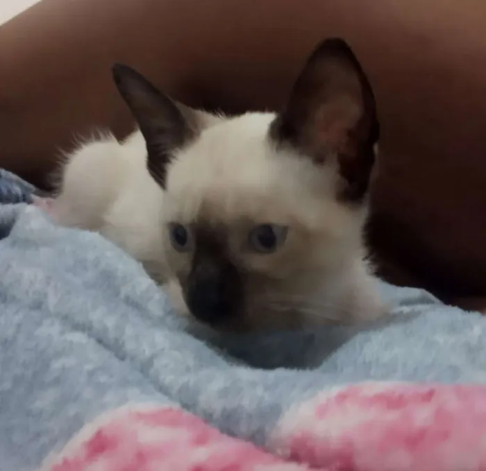 Gato ra a  idade 2 a 6 meses nome Cialata1