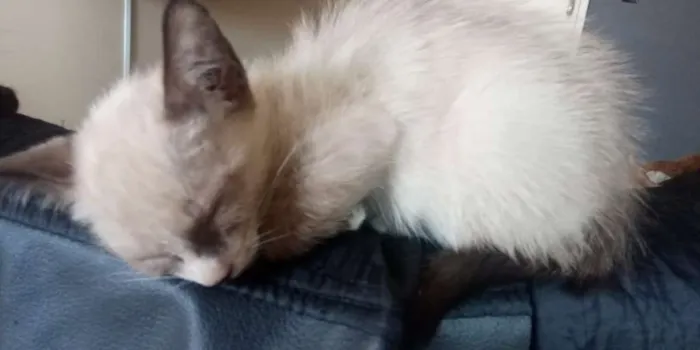 Gato ra a Siamês vira lata  idade 2 a 6 meses nome Cialata2