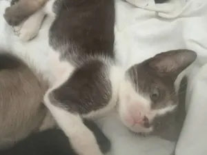Gato raça Preto e branco idade 2 a 6 meses nome Frajola