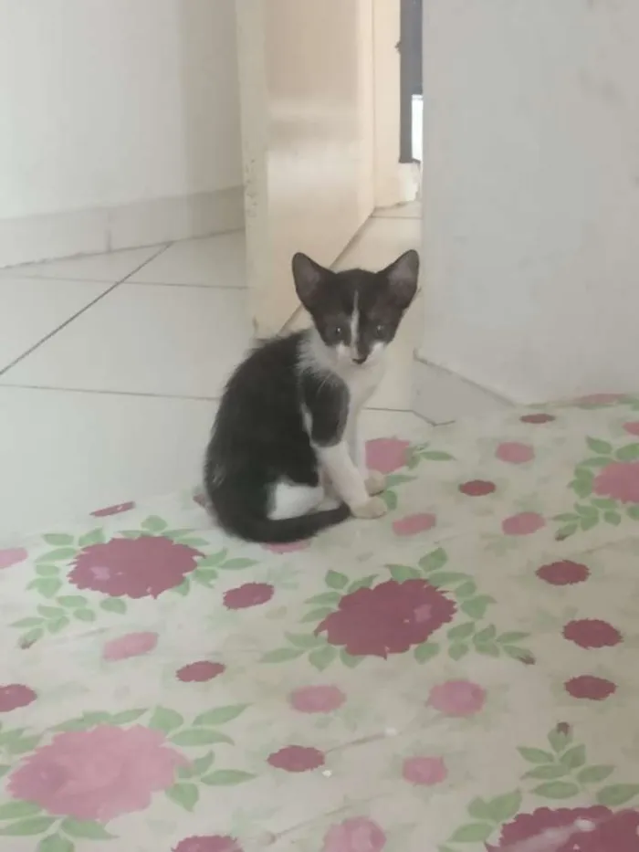 Gato ra a Preto e branco idade 2 a 6 meses nome Frajola