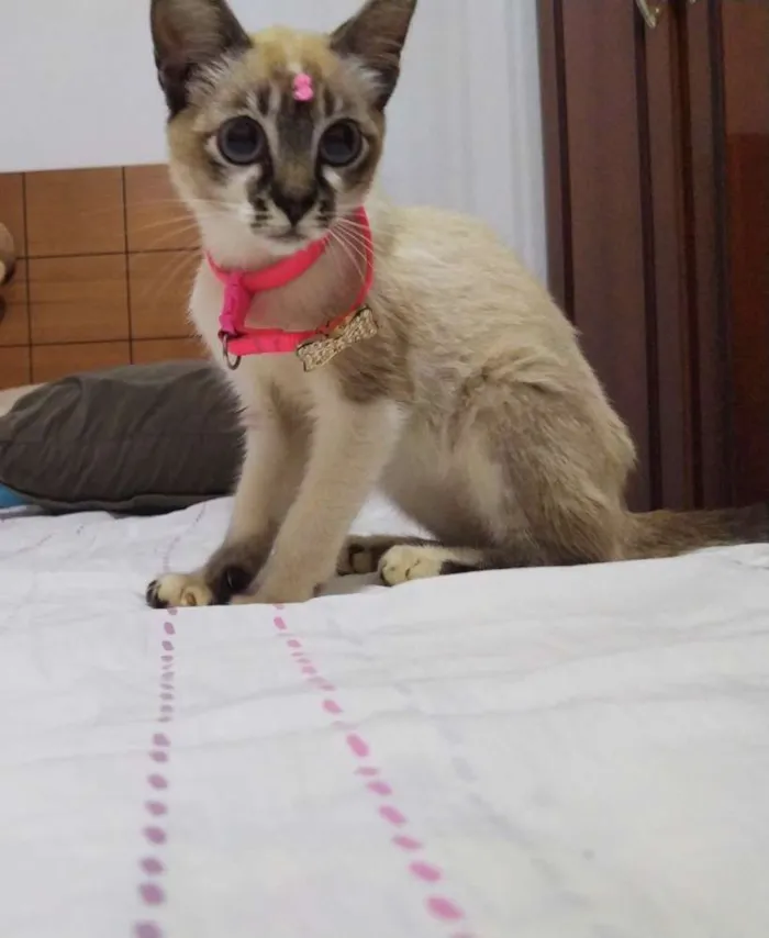 Gato ra a Sem raça definida idade 2 a 6 meses nome Cristal
