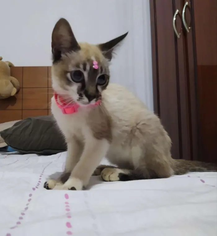 Gato ra a Sem raça definida idade 2 a 6 meses nome Cristal
