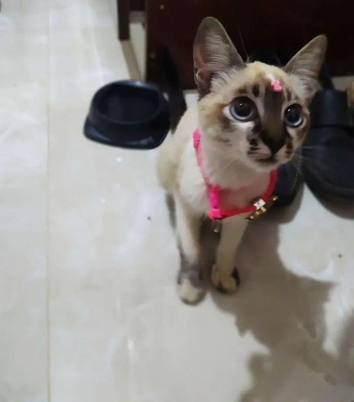 Gato ra a Sem raça definida idade 2 a 6 meses nome Cristal