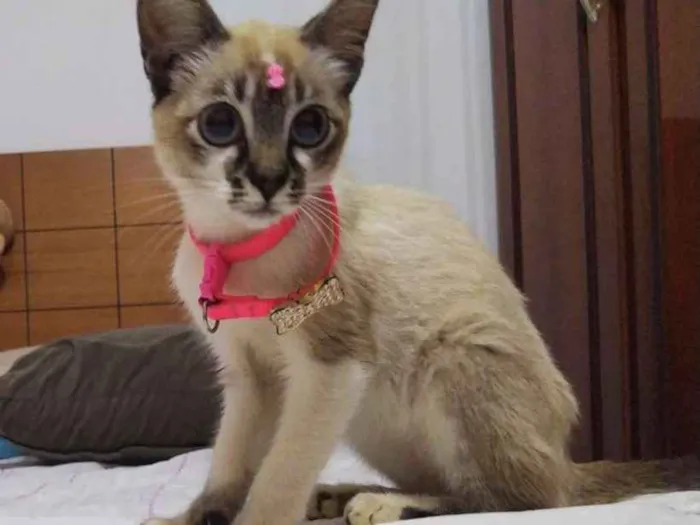 Gato ra a Sem raça definida idade 2 a 6 meses nome Cristal