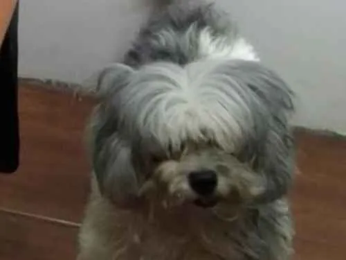 Cachorro ra a Shitisu idade 6 ou mais anos nome Marjorie