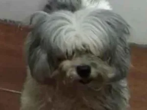 Cachorro raça Shitisu idade 6 ou mais anos nome Marjorie