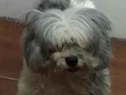 Cachorro ra a Shitisu idade 6 ou mais anos nome Marjorie