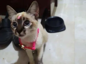 Gato raça Sem raça definida idade 2 a 6 meses nome Cristal