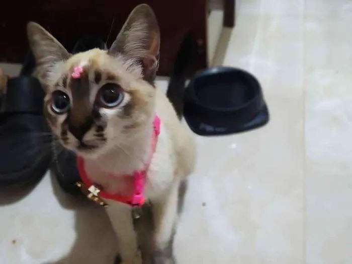 Gato ra a Sem raça definida idade 2 a 6 meses nome Cristal