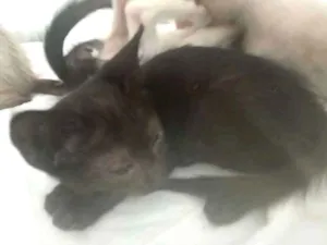 Gato raça Preto  idade 2 a 6 meses nome Pretinho 