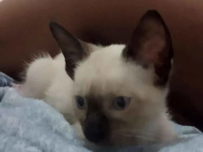 Gato ra a  idade 2 a 6 meses nome Cialata1