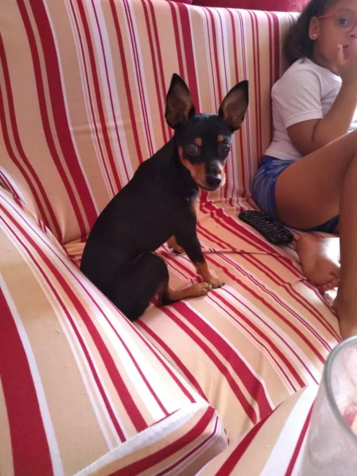 Cachorro ra a Pinscher  idade 7 a 11 meses nome Café 