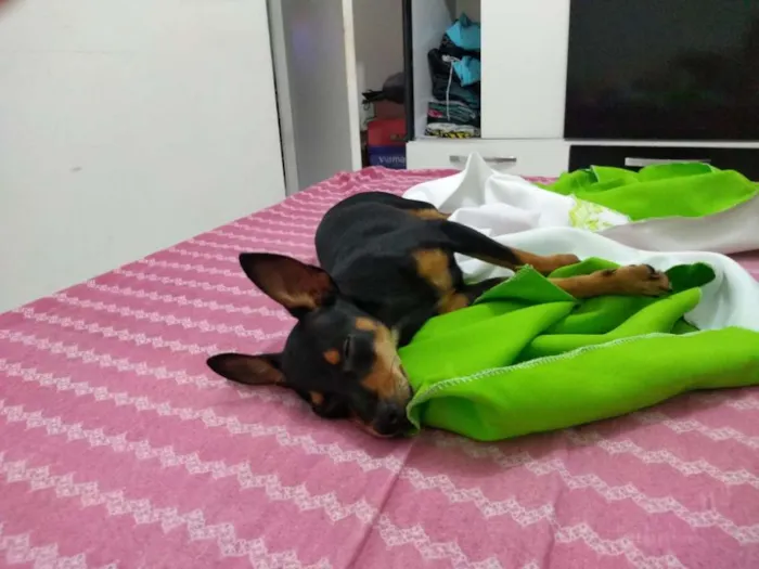 Cachorro ra a Pinscher  idade 7 a 11 meses nome Café 