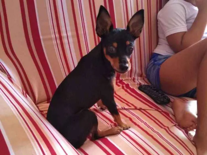 Cachorro ra a Pinscher  idade 7 a 11 meses nome Café 