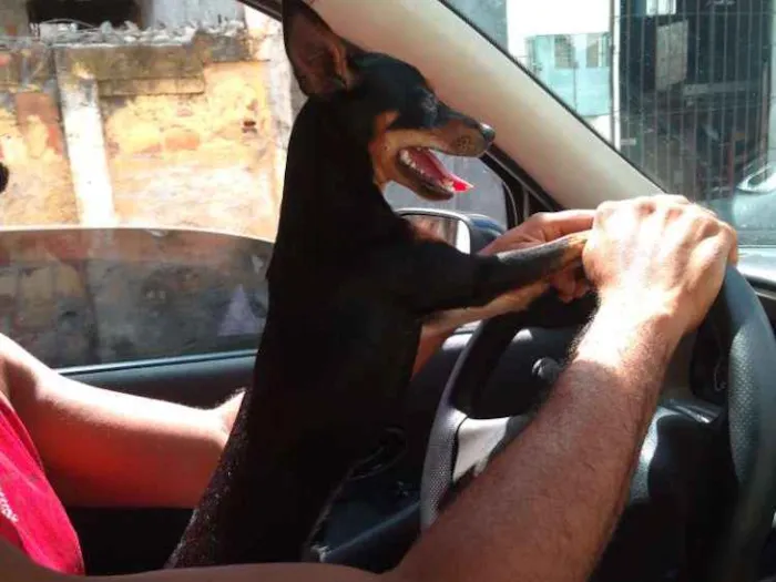 Cachorro ra a Pinscher  idade 7 a 11 meses nome Café 