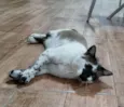 Mano