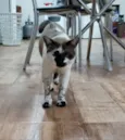 Mano