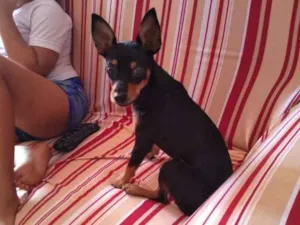 Cachorro raça Pinscher  idade 7 a 11 meses nome Café 