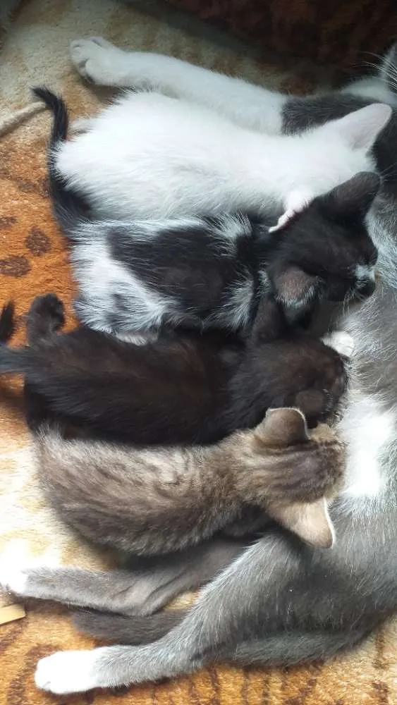 Gato ra a Vira-lata  idade Abaixo de 2 meses nome Gatinhas