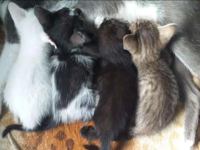 Gato ra a Vira-lata  idade Abaixo de 2 meses nome Gatinhas