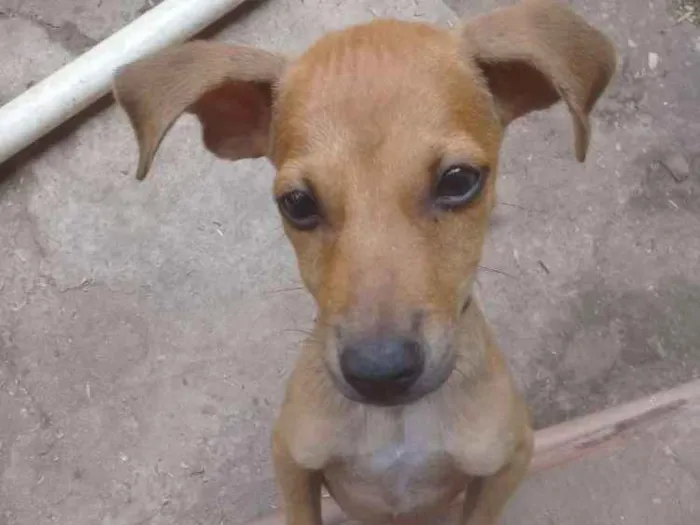 Cachorro ra a idade 2 a 6 meses nome Thoby