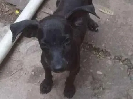 Cachorro ra a idade 2 a 6 meses nome Lindinha