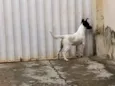 Bob