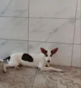 Castanha
