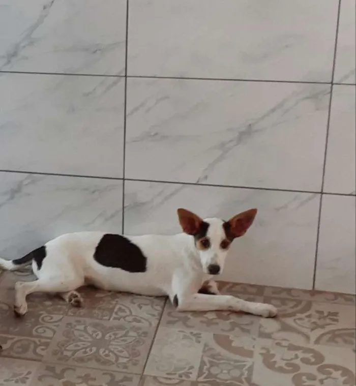 Cachorro raça indefinida idade 7 a 11 meses nome Castanha