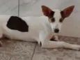 Castanha