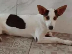 Cachorro raça indefinida idade 7 a 11 meses nome Castanha
