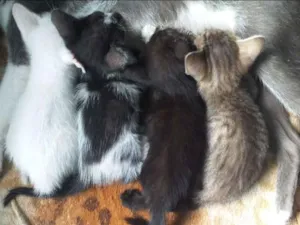 Gato raça Vira-lata  idade Abaixo de 2 meses nome Gatinhas