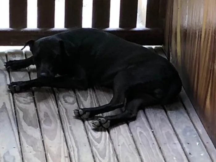 Cachorro ra a Srd idade 7 a 11 meses nome Não sei 