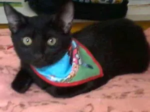 Gato raça SRD idade 2 a 6 meses nome Azul
