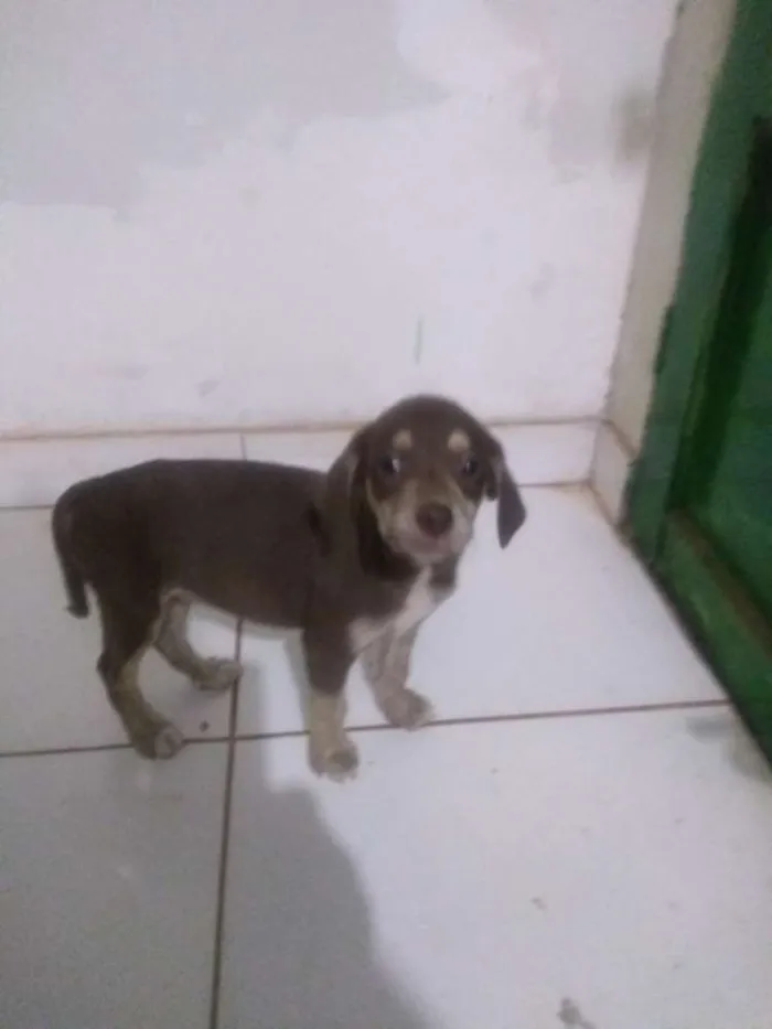 Cachorro ra a Vira lata idade 2 a 6 meses nome Sem nome