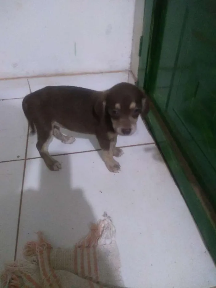 Cachorro ra a Vira lata idade 2 a 6 meses nome Sem nome