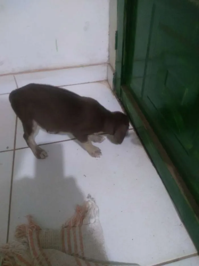 Cachorro ra a Vira lata idade 2 a 6 meses nome Sem nome