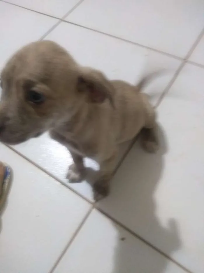 Cachorro ra a Vira lata idade 2 a 6 meses nome Sem nome