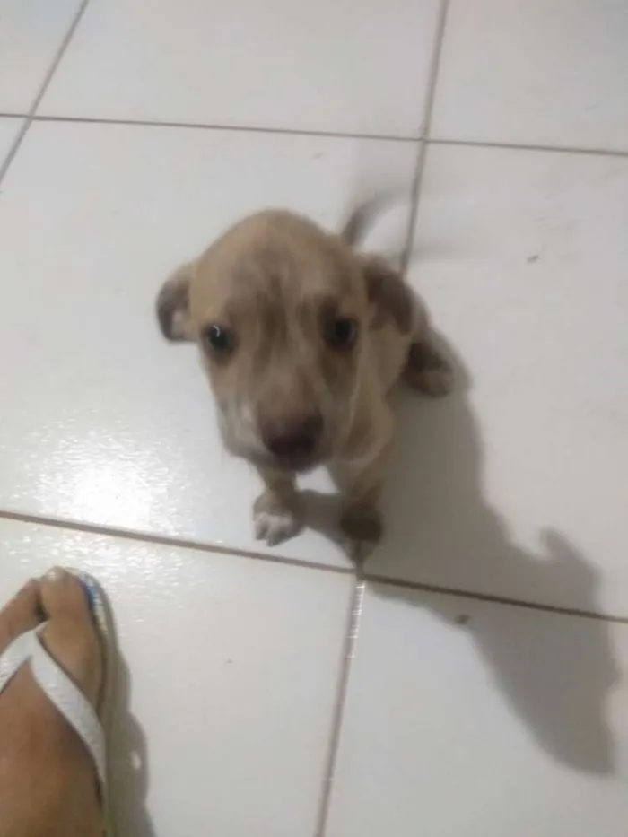 Cachorro ra a Vira lata idade 2 a 6 meses nome Sem nome