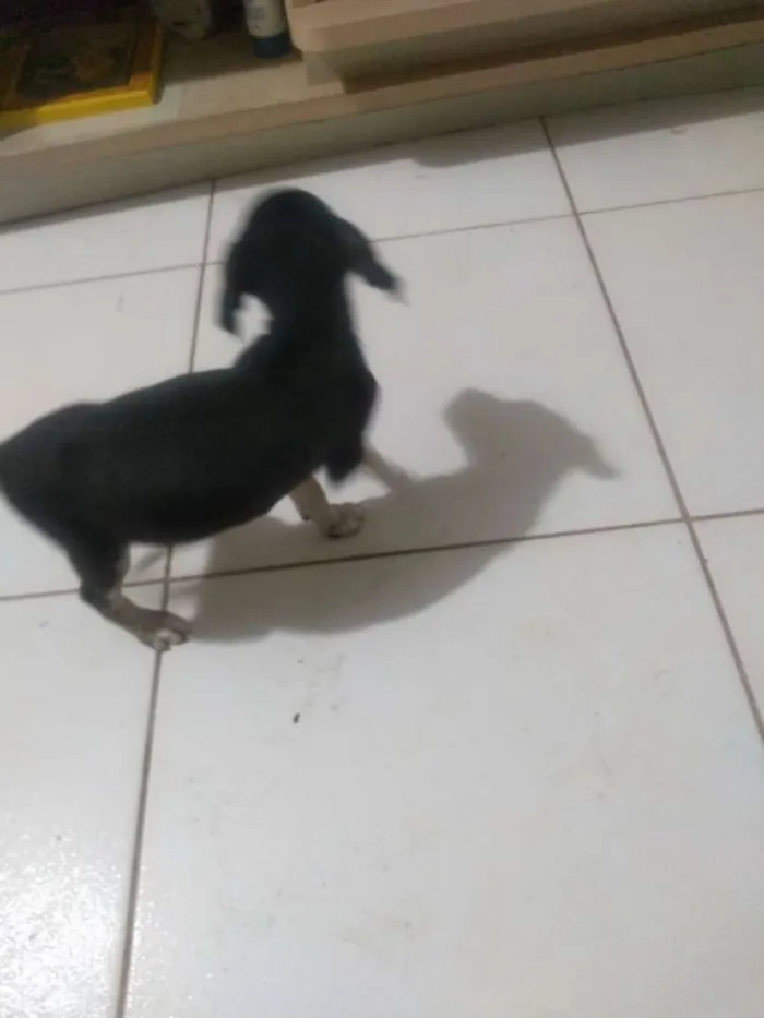 Cachorro ra a Vira lata idade 2 a 6 meses nome Sem nome