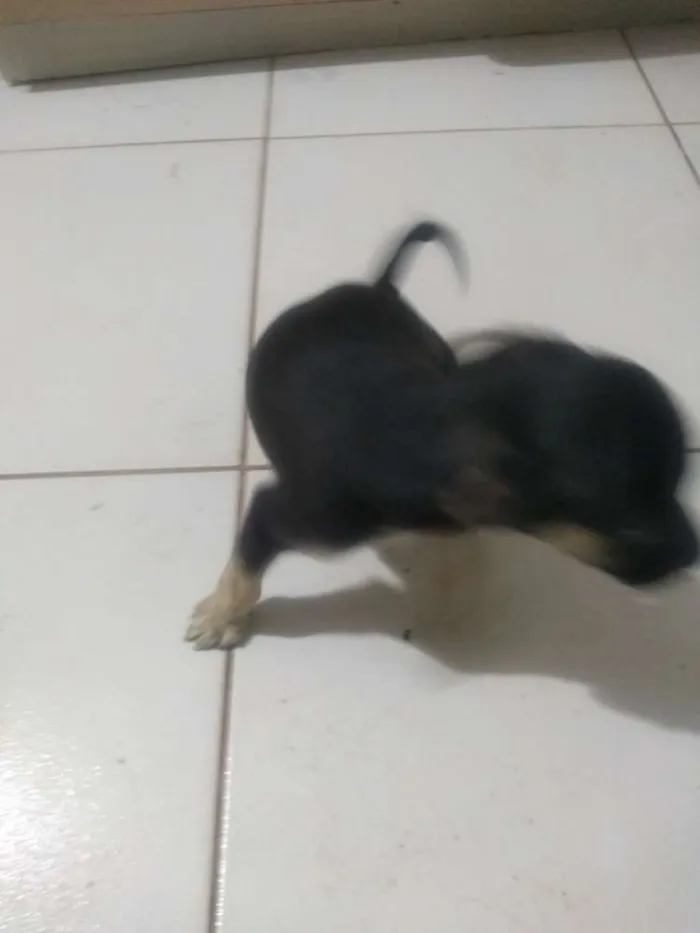 Cachorro ra a Vira lata idade 2 a 6 meses nome Sem nome