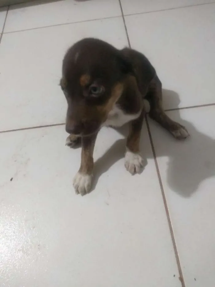 Cachorro ra a Vira lata idade 2 a 6 meses nome Sem nome