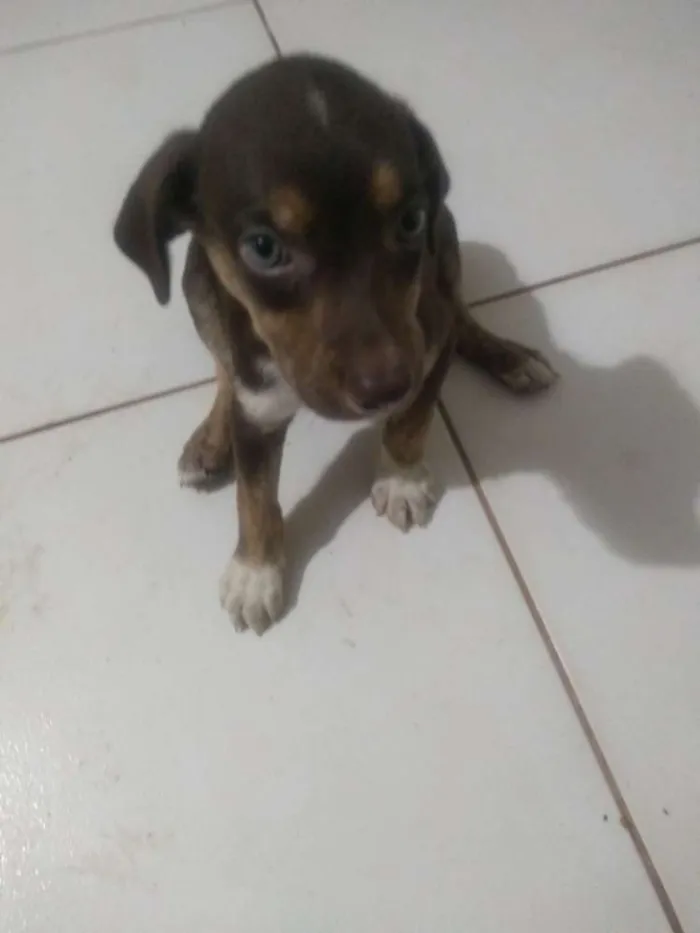 Cachorro ra a Vira lata idade 2 a 6 meses nome Sem nome