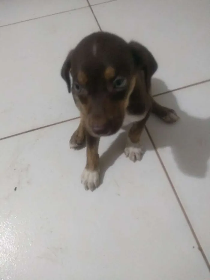 Cachorro ra a Vira lata idade 2 a 6 meses nome Sem nome