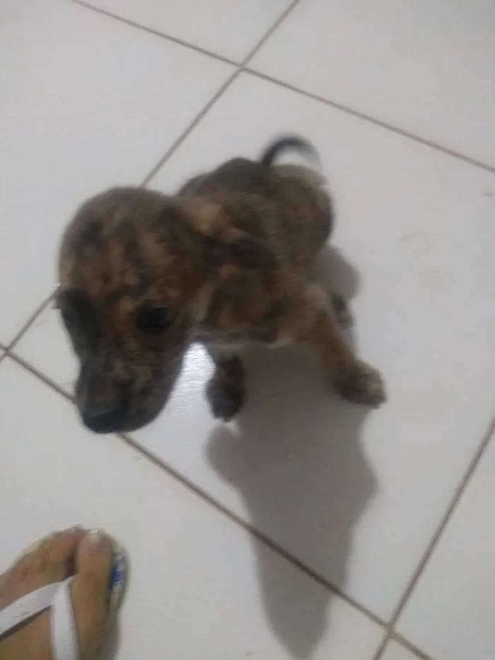 Cachorro ra a Vira lata idade 2 a 6 meses nome Sem nome