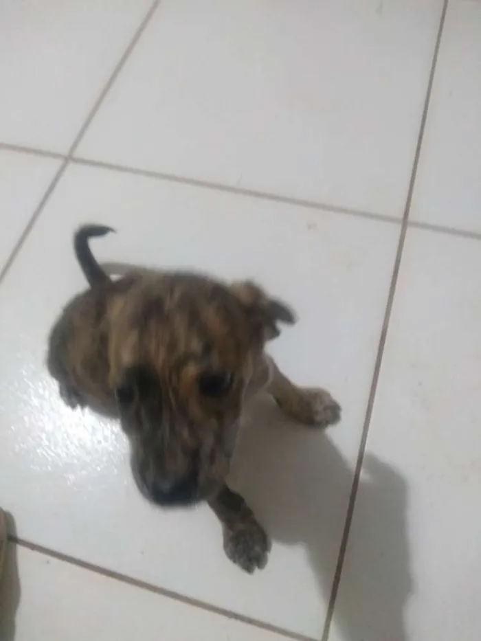 Cachorro ra a Vira lata idade 2 a 6 meses nome Sem nome