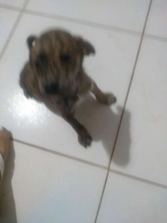 Cachorro ra a Vira lata idade 2 a 6 meses nome Sem nome