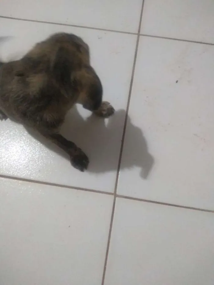 Cachorro ra a Vira lata idade 2 a 6 meses nome Sem nome